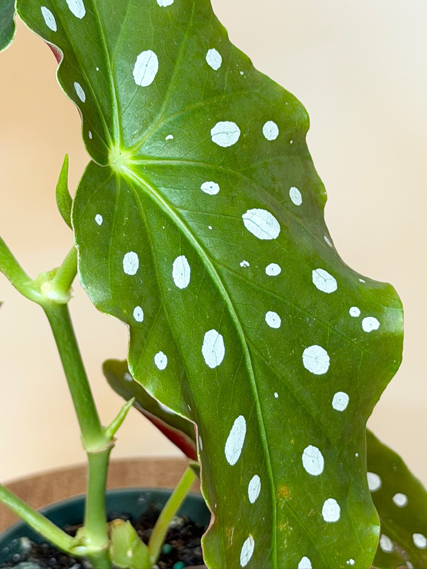 Begonia Polka Dot 4" Pot