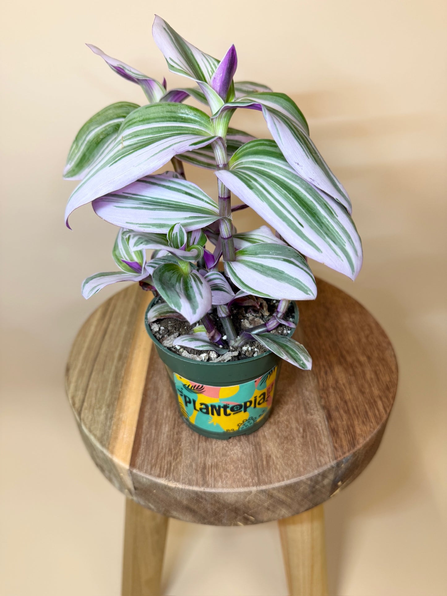 Tradescantia Nanouk 4" Pot