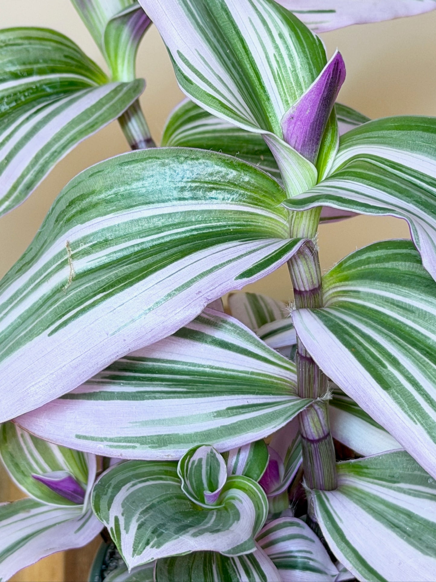 Tradescantia Nanouk 4" Pot