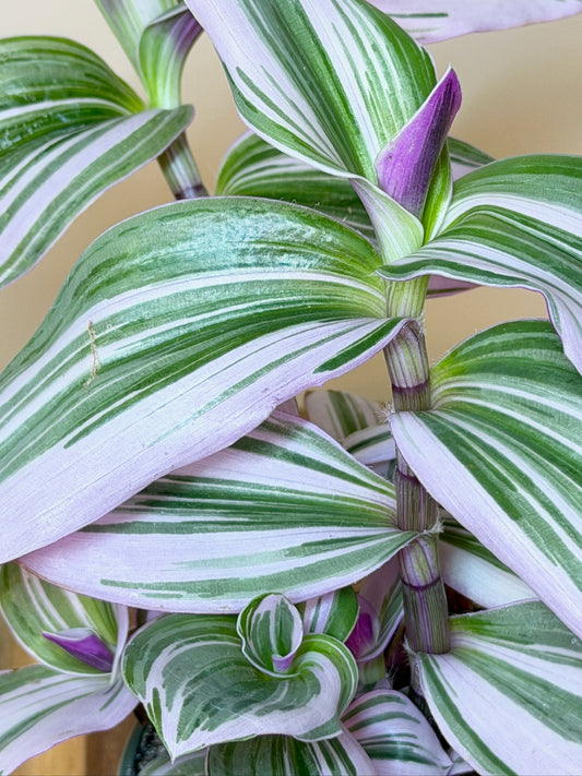 Tradescantia Nanouk 4" Pot