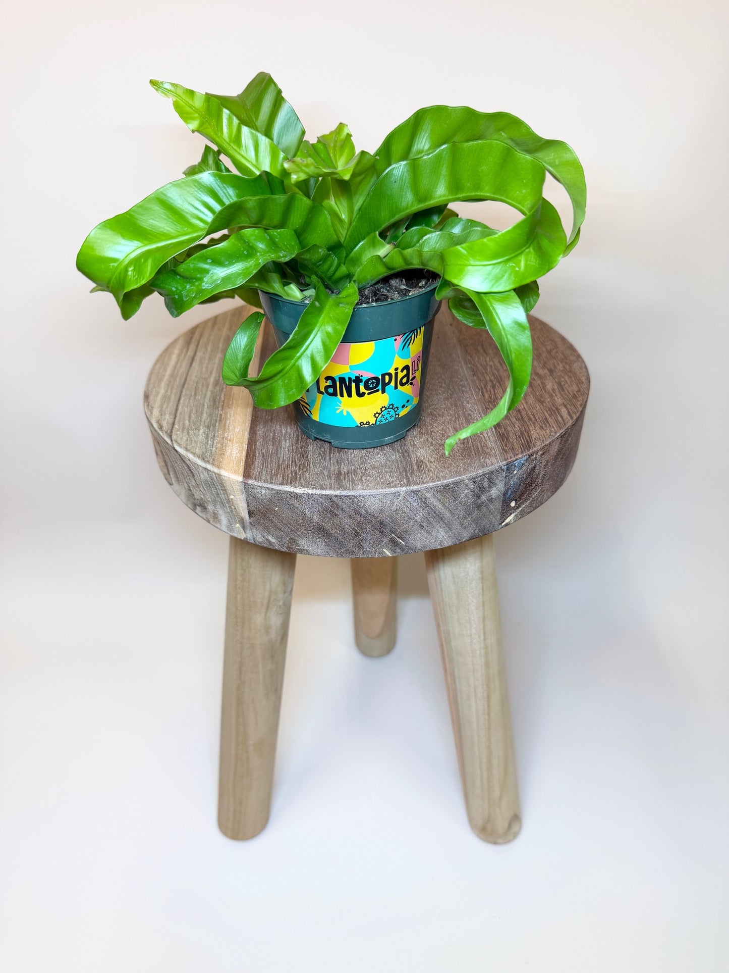 Fern Hurricane 4" Pot