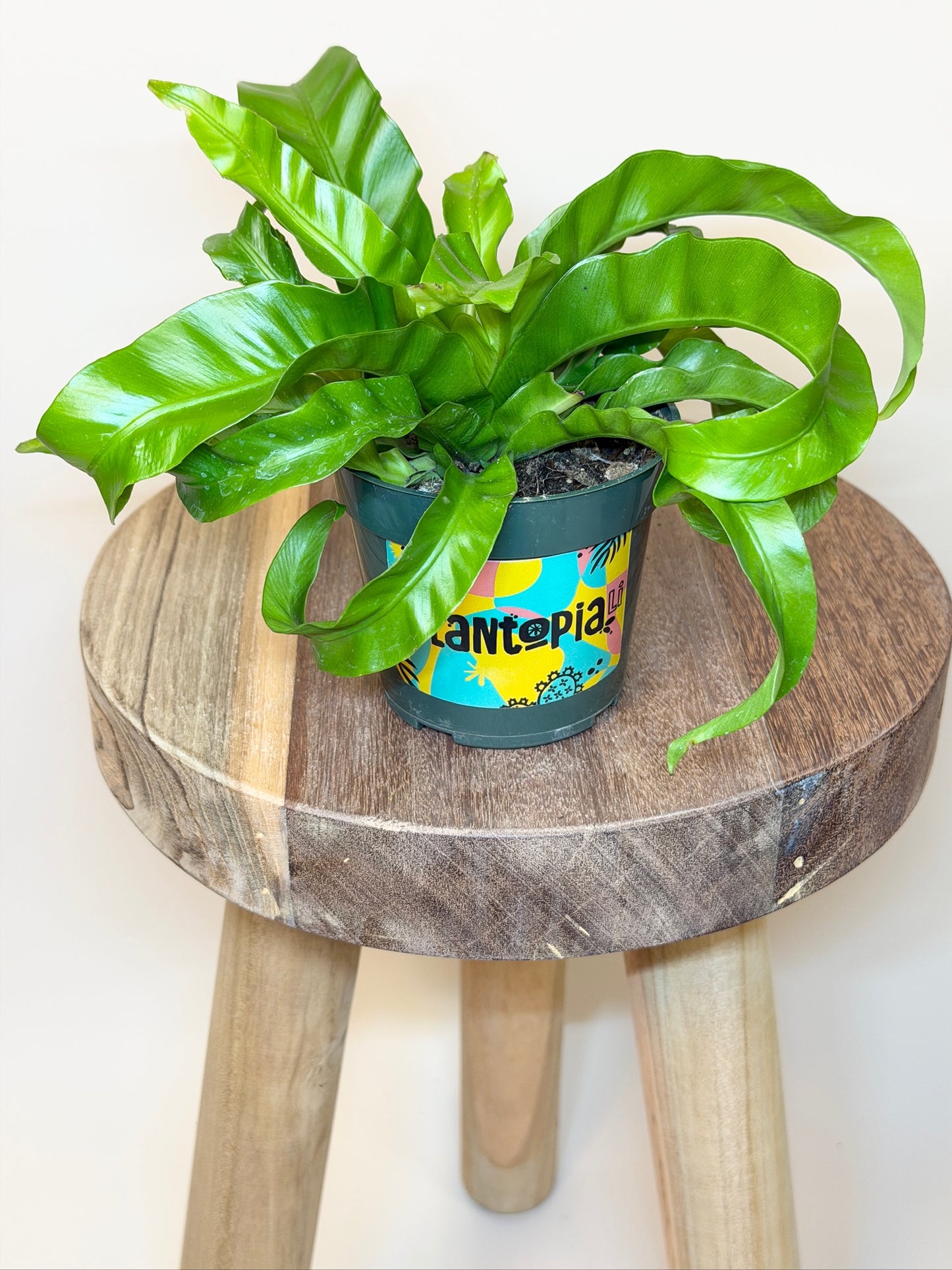 Fern Hurricane 4" Pot