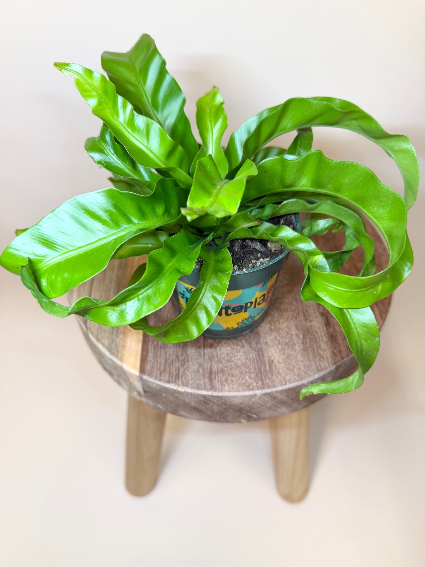 Fern Hurricane 4" Pot