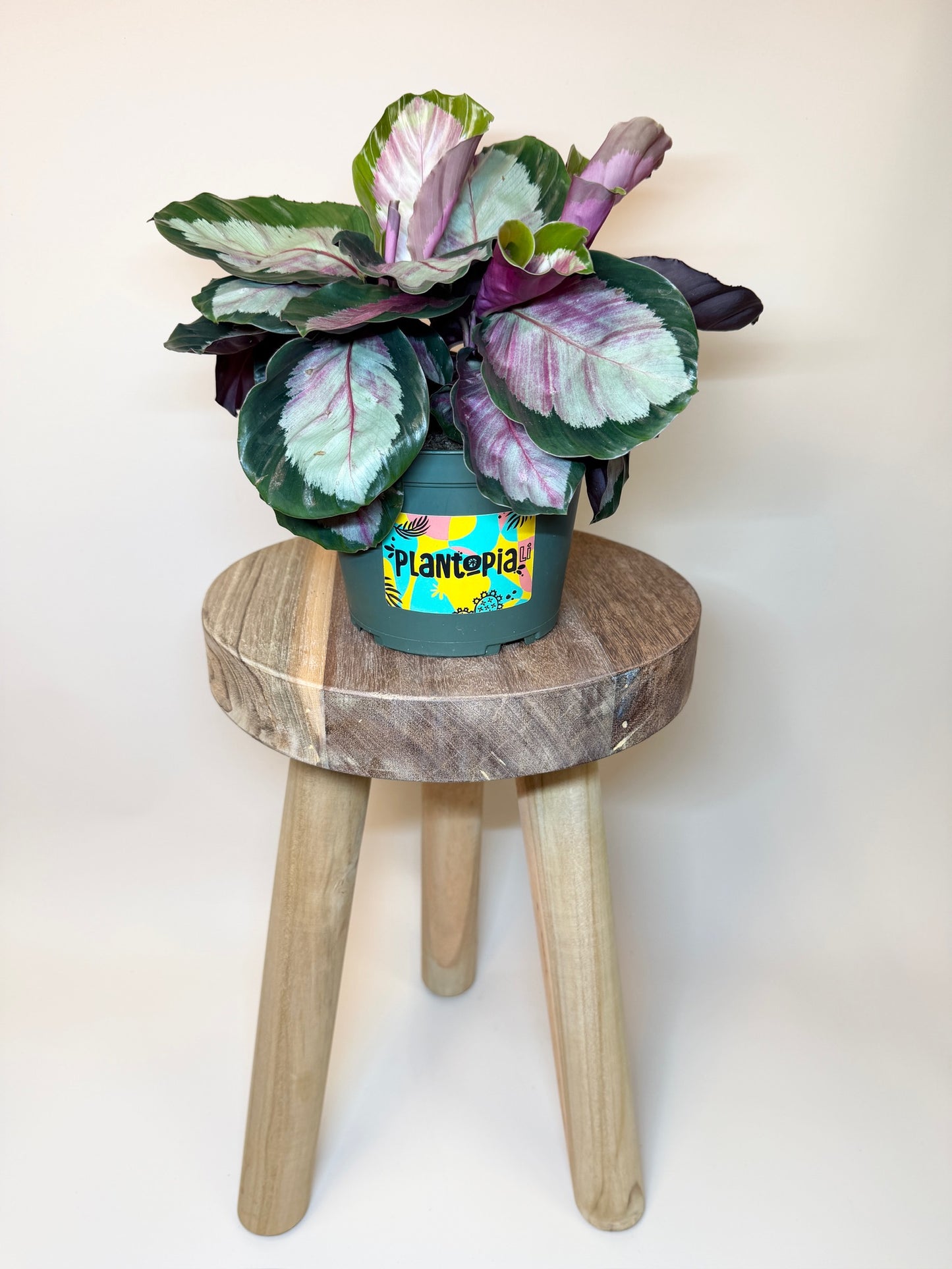 Calathea Rosy 6" Pot