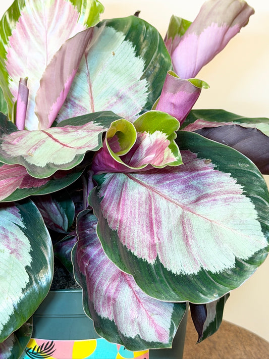 Calathea Rosy 6" Pot