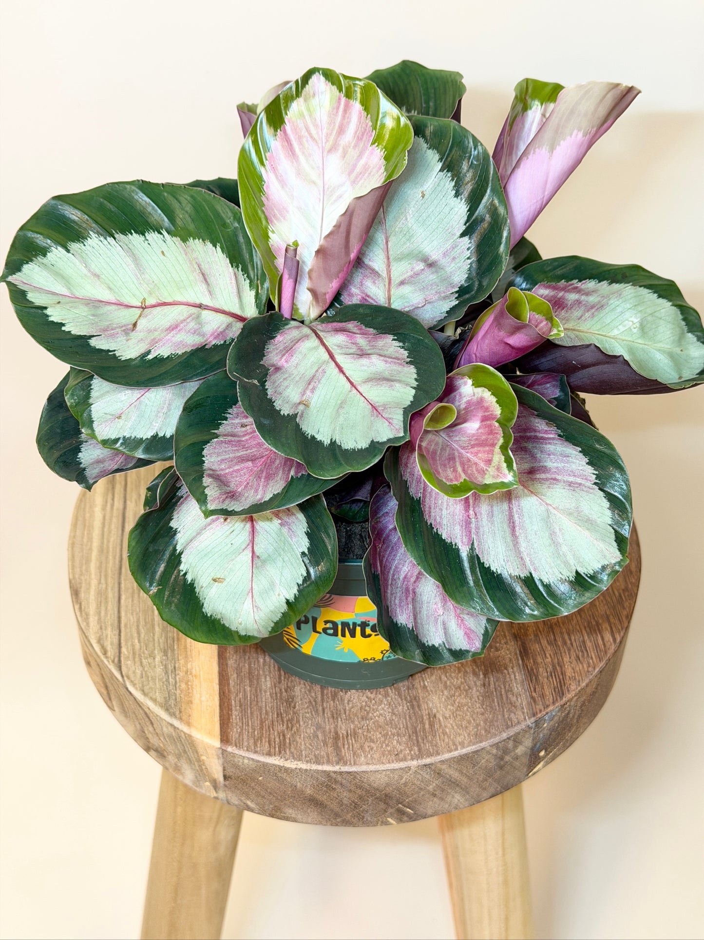 Calathea Rosy 6" Pot