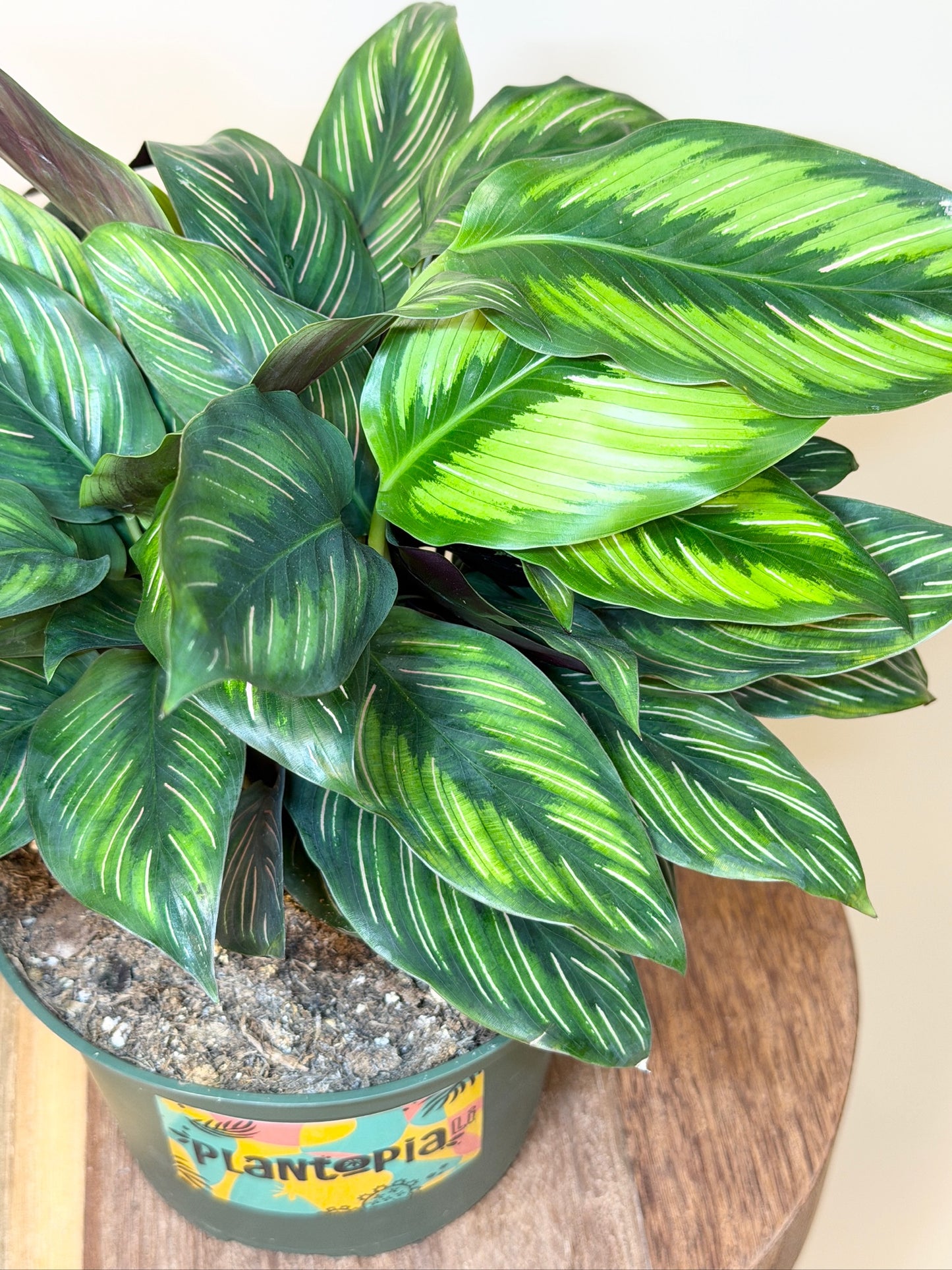 Calathea Beauty Star 6" Pot