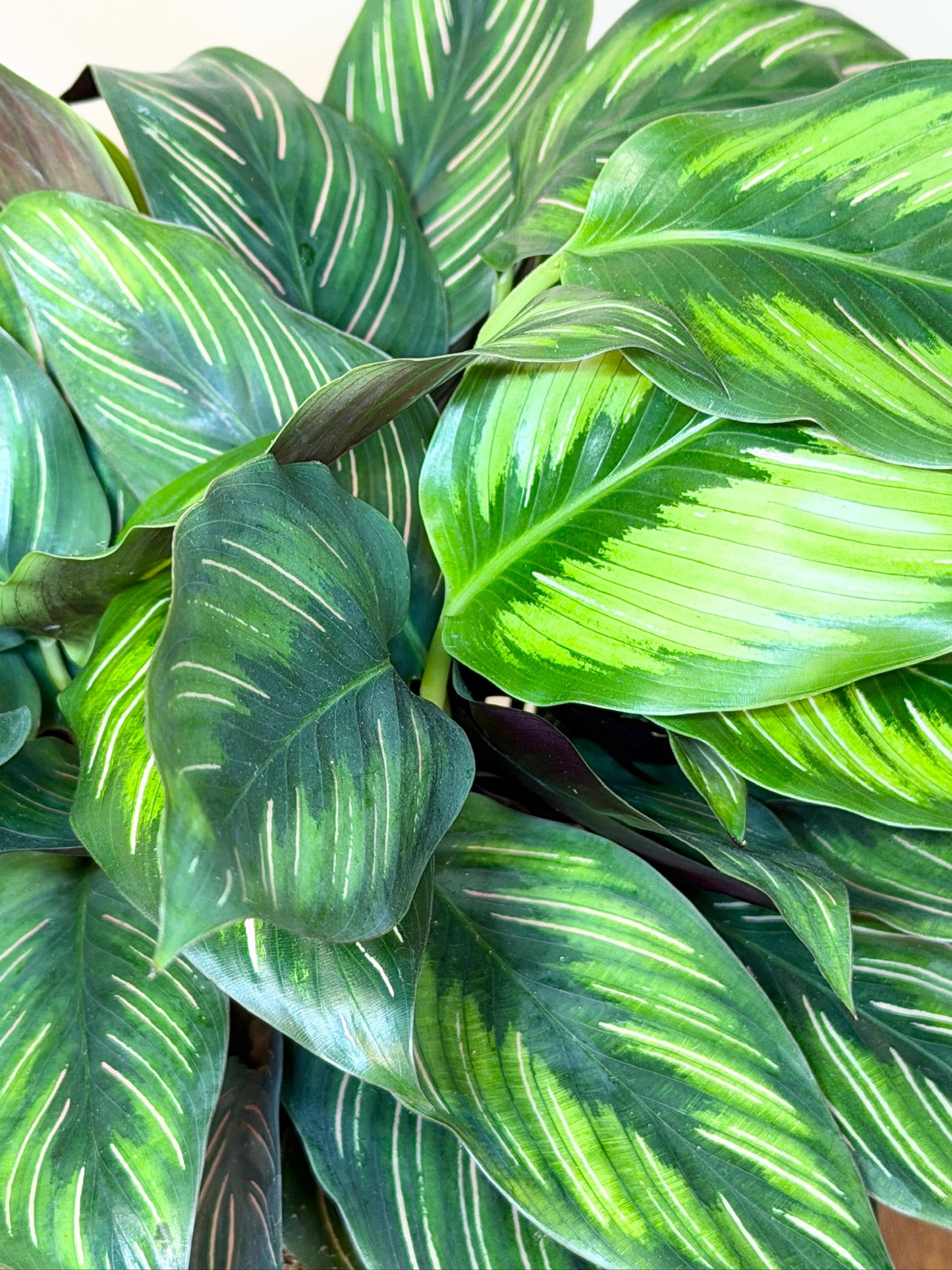 Calathea Beauty Star 6" Pot