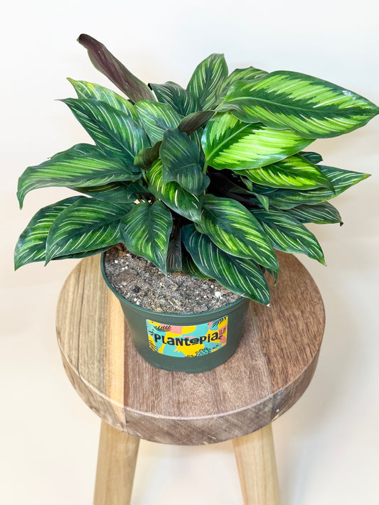 Calathea Beauty Star 6" Pot