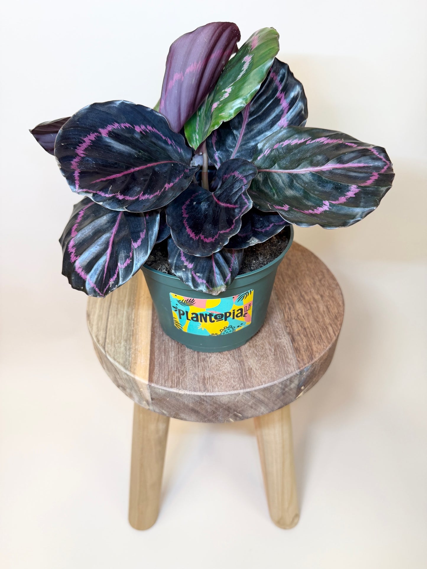 Calathea Dottie 6" Pot
