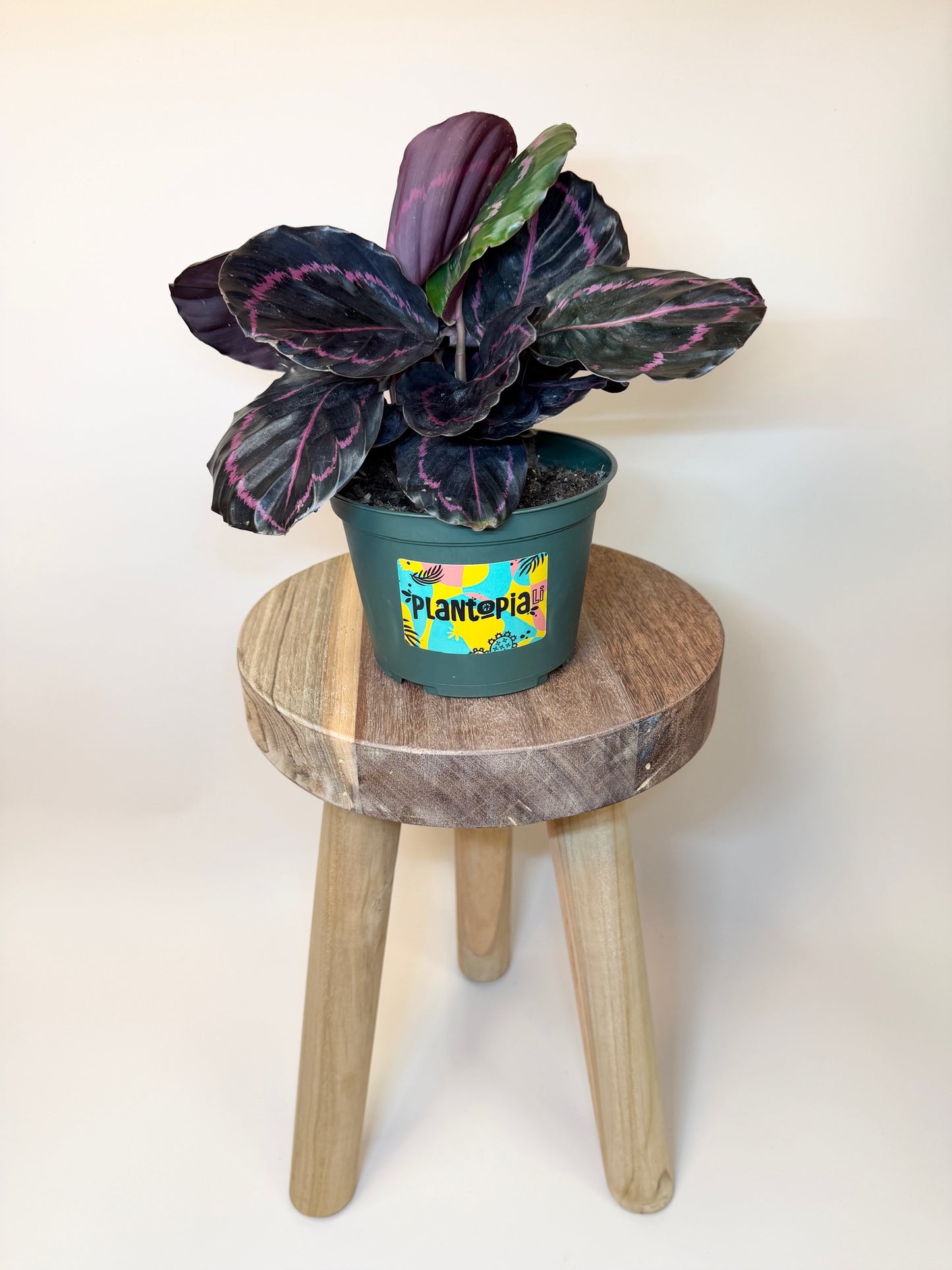 Calathea Dottie 6" Pot