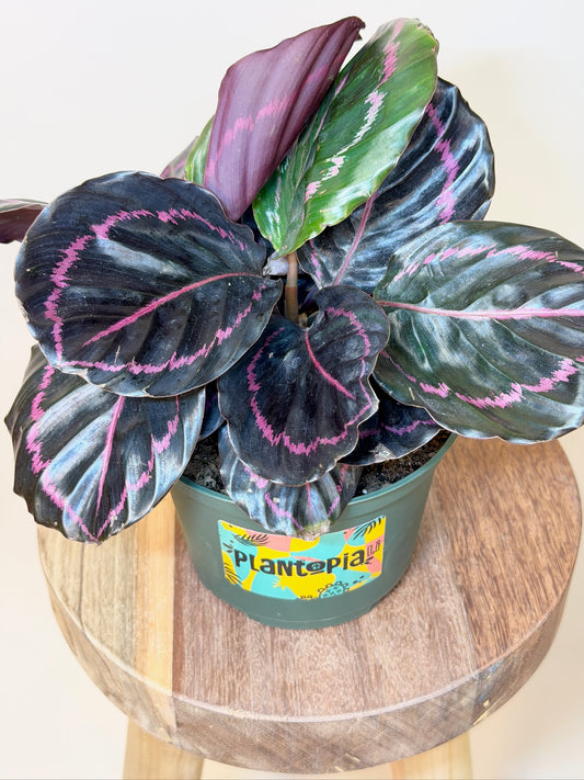 Calathea Dottie 6" Pot