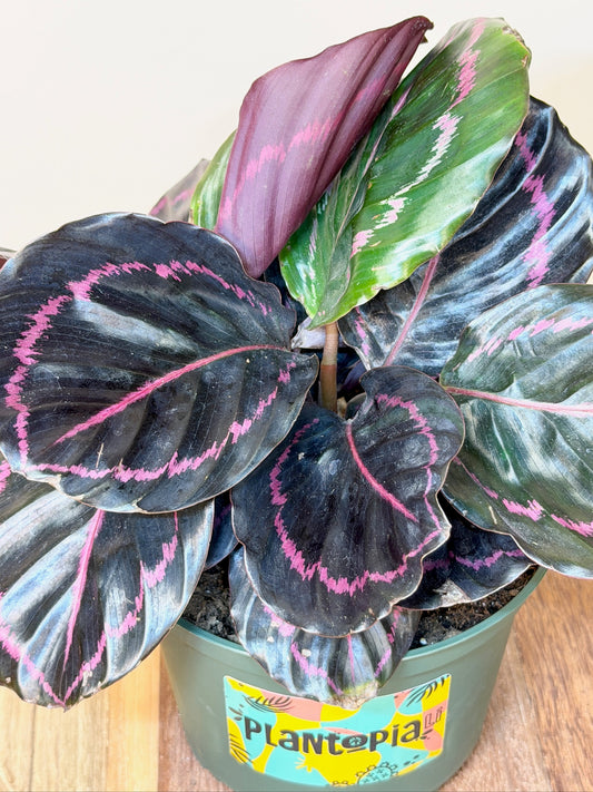 Calathea Dottie 6" Pot