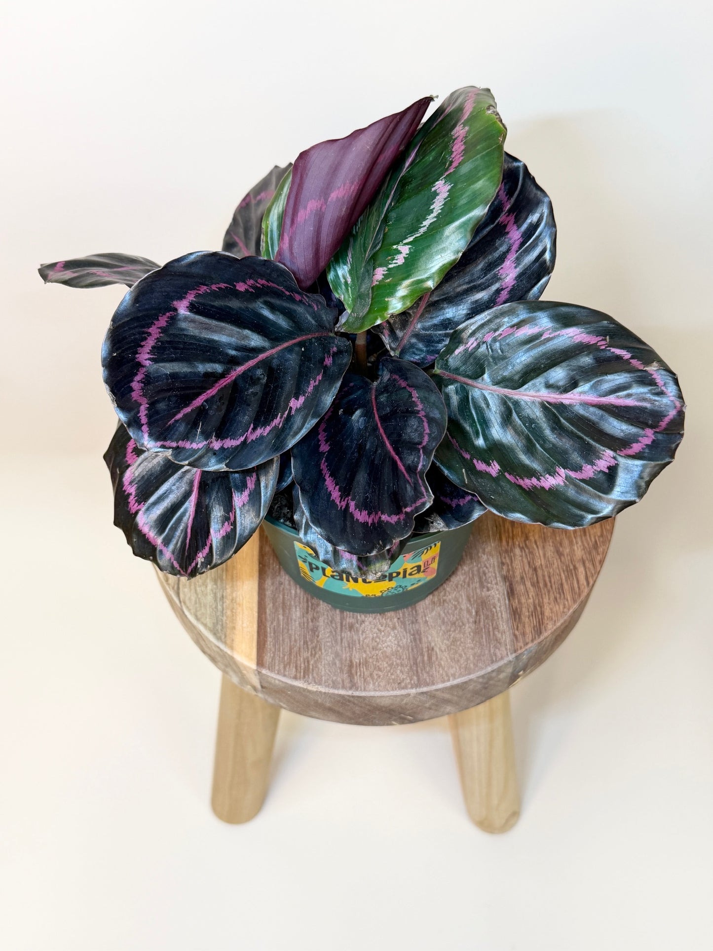 Calathea Dottie 6" Pot