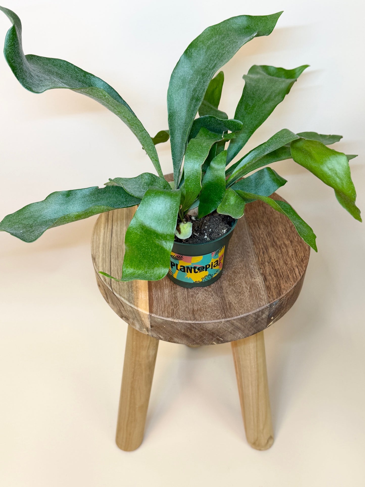Fern Staghorn 4" Pot