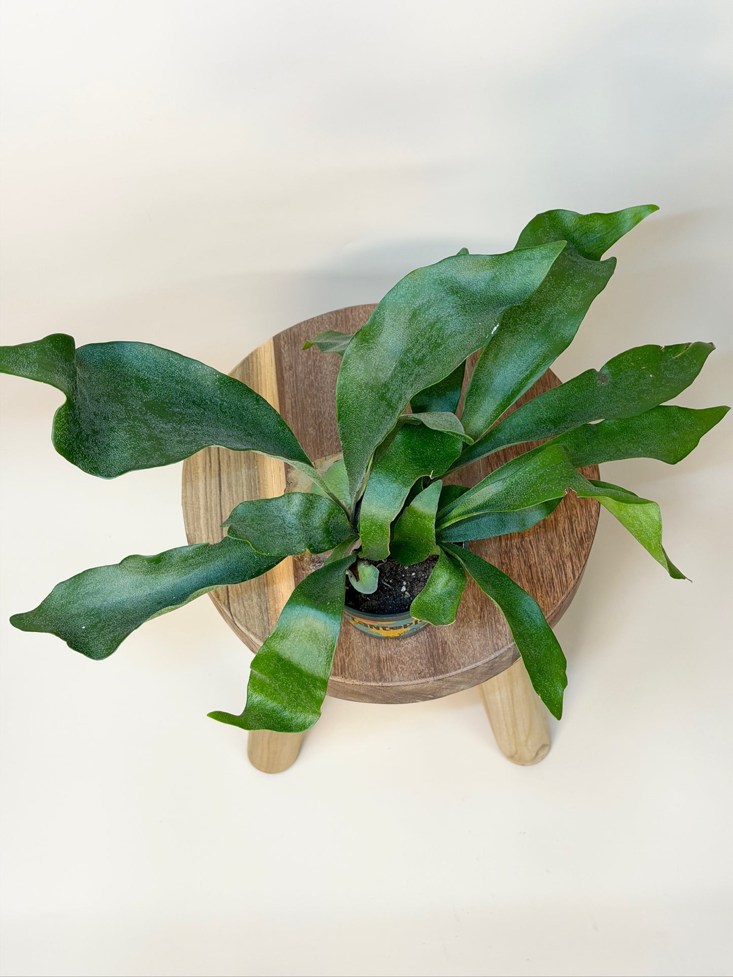 Fern Staghorn 4" Pot