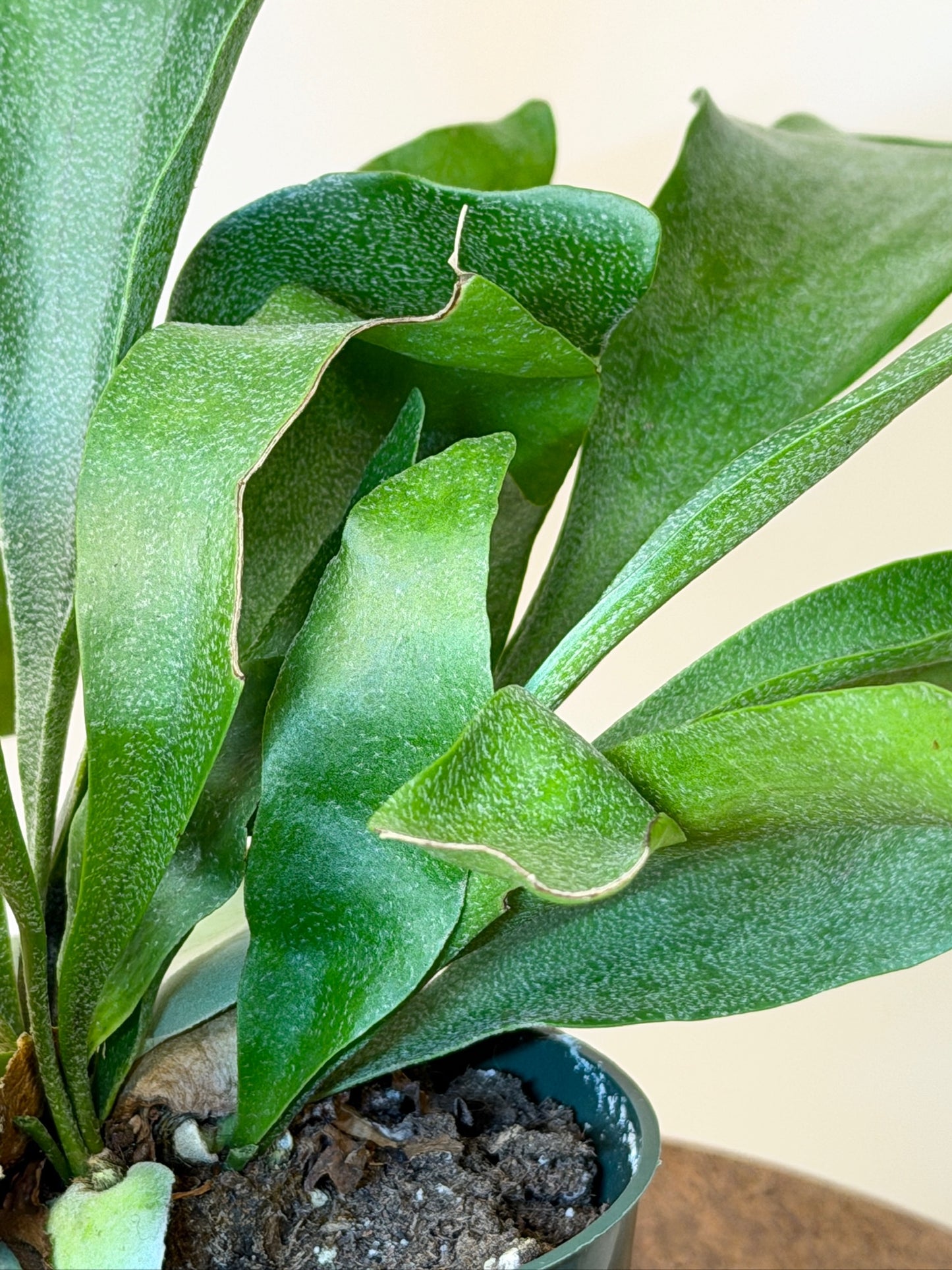 Fern Staghorn 4" Pot