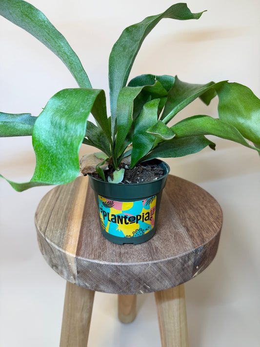 Fern Staghorn 4" Pot
