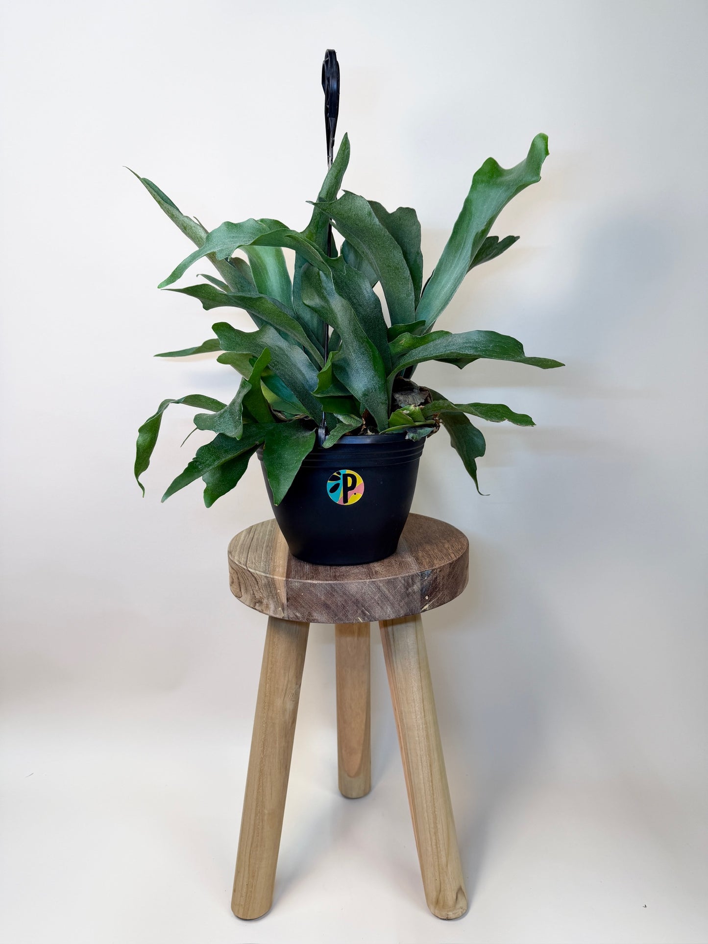 Fern Staghorn 8" Pot