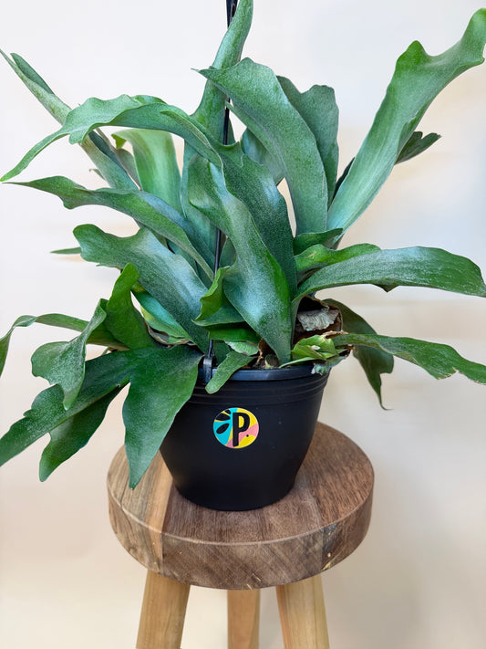 Fern Staghorn 8" Pot