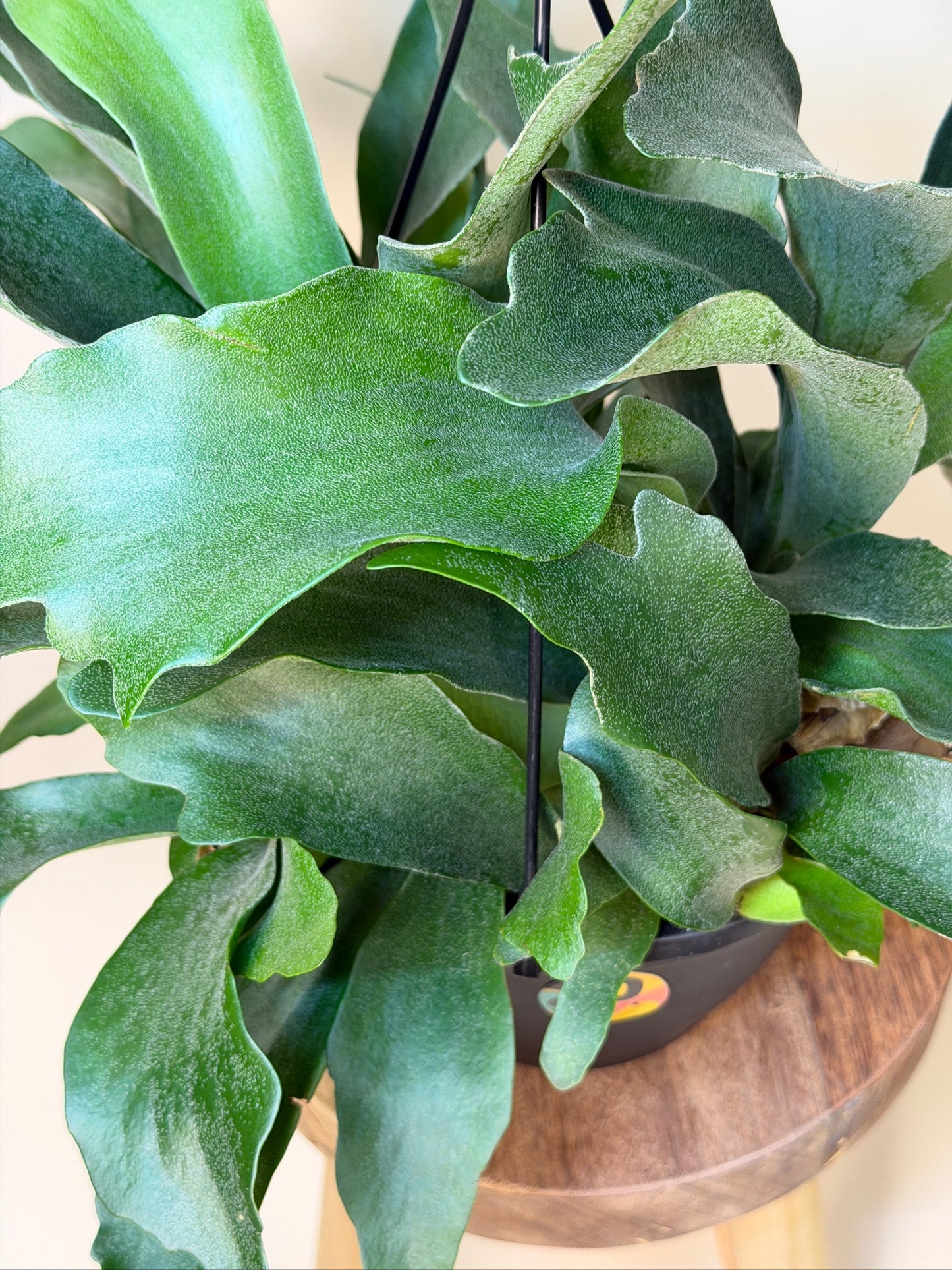 Fern Staghorn 8" Pot