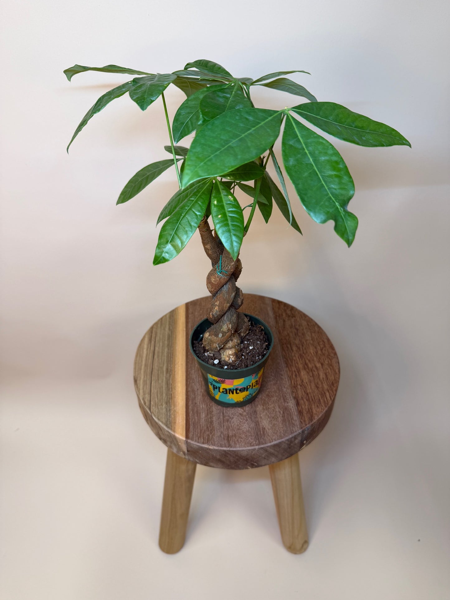 Money Tree Braided 4" Pot
