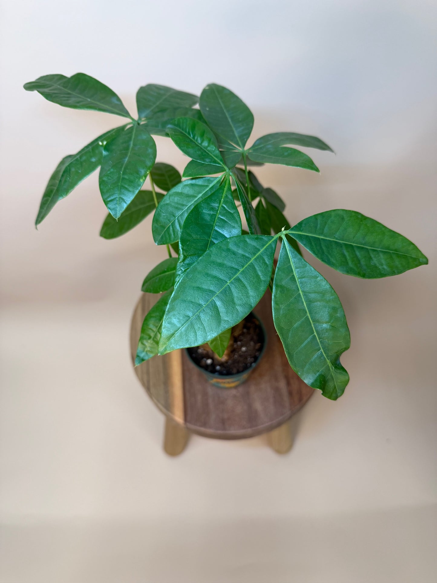 Money Tree Braided 4" Pot