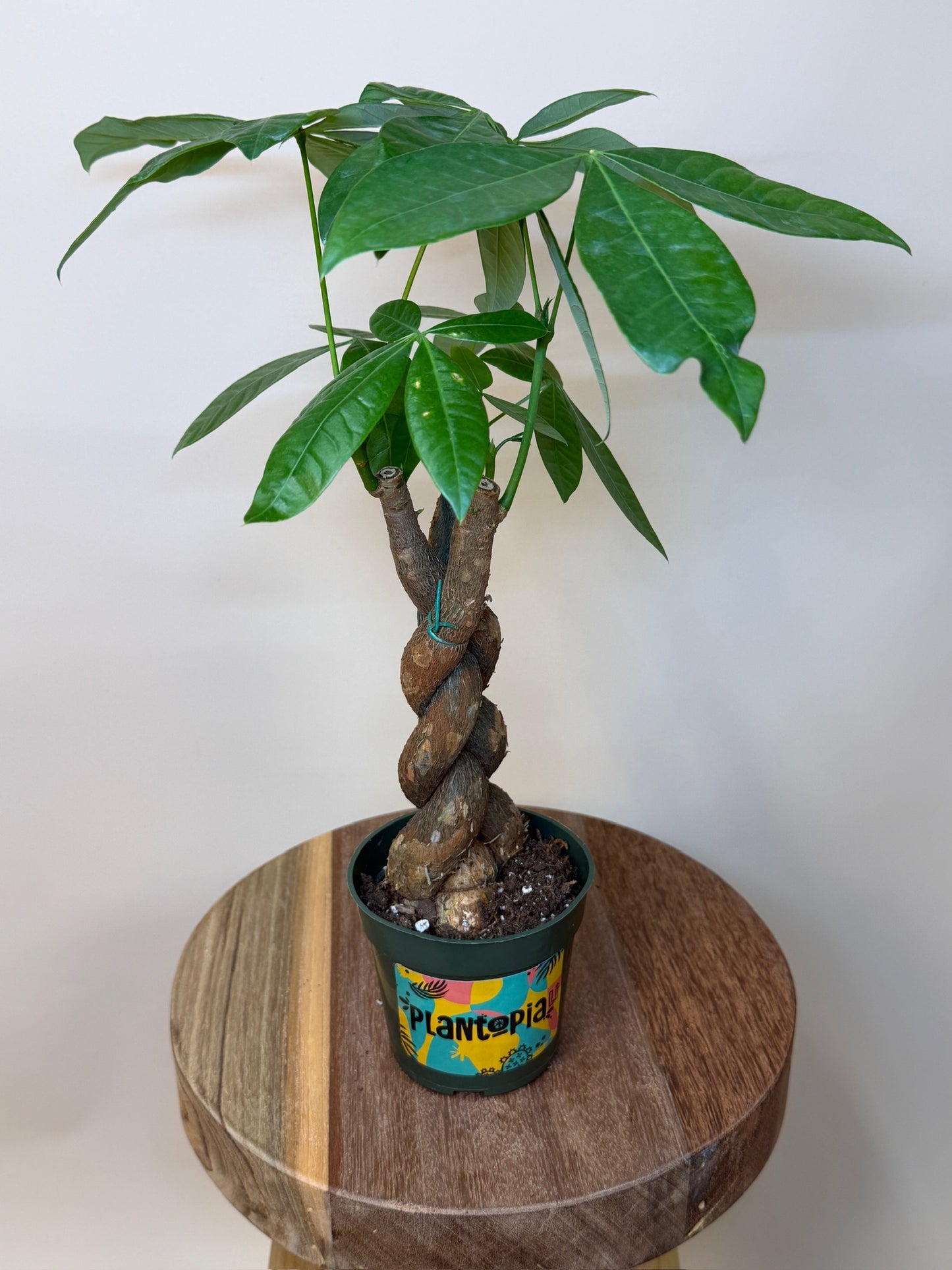 Money Tree Braided 4" Pot