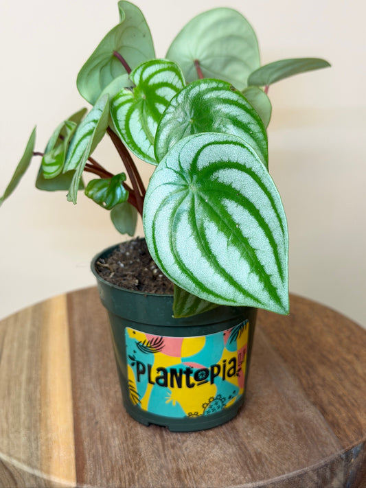 Peperomia Watermelon 4" Pot