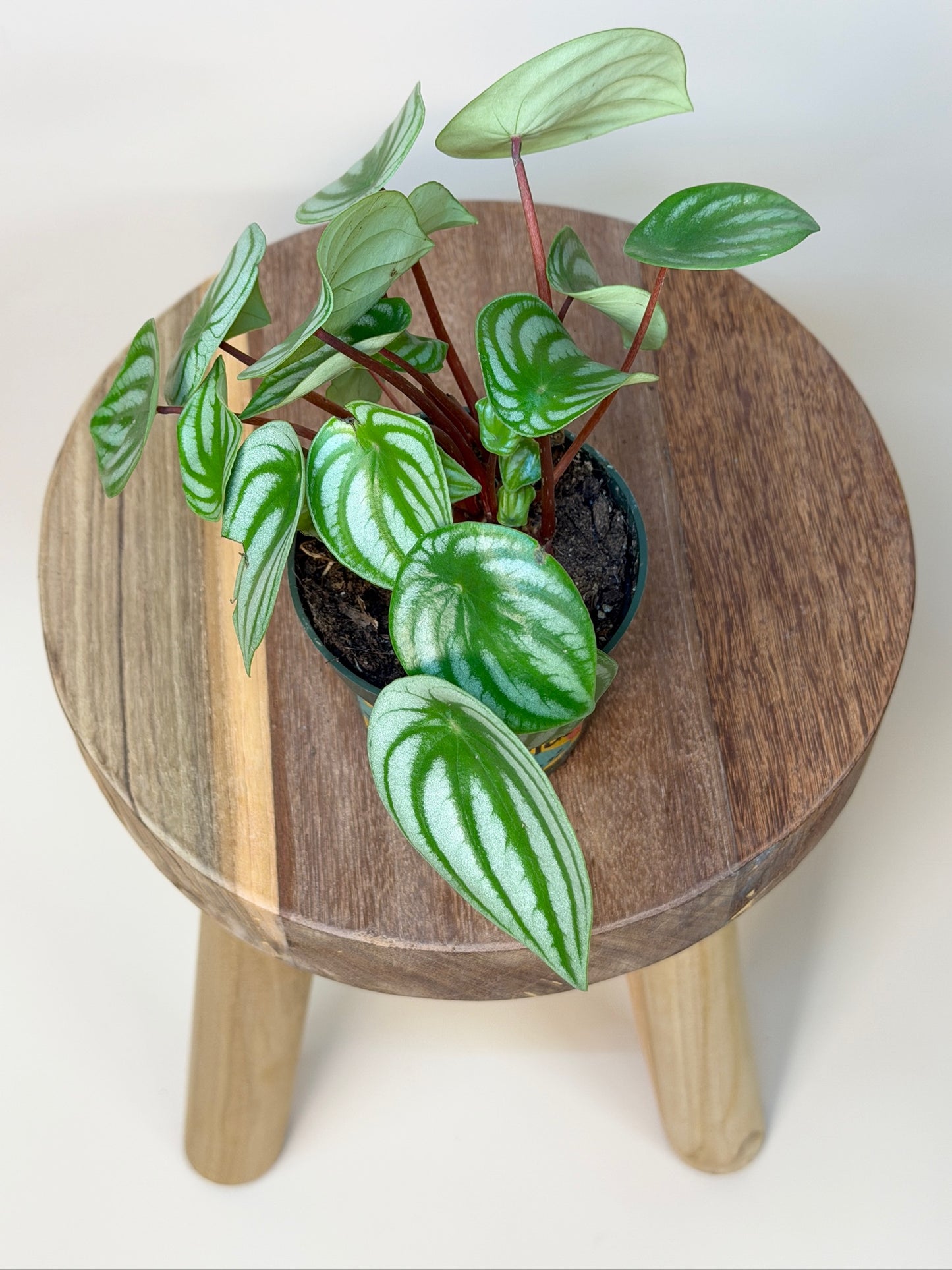 Peperomia Watermelon 4" Pot