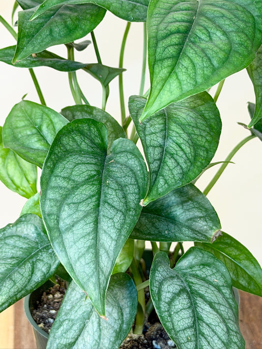 Monstera Siltepecana 4"