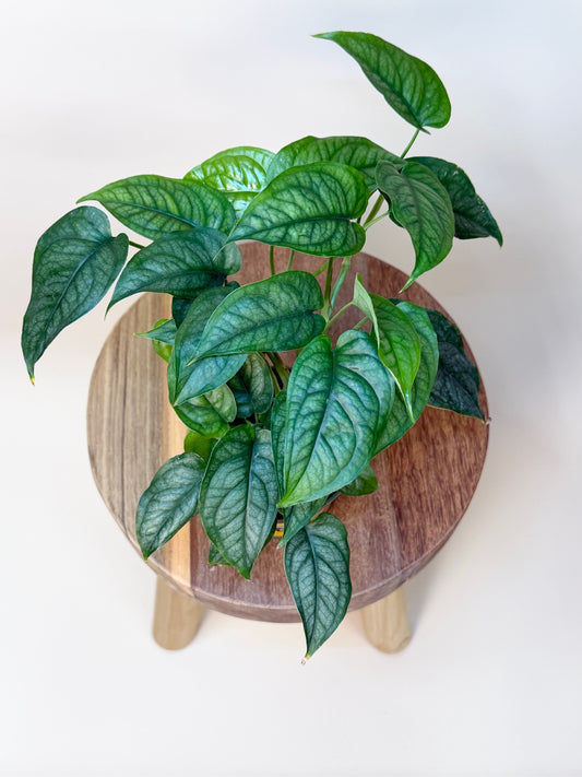 Monstera Siltepecana 4"