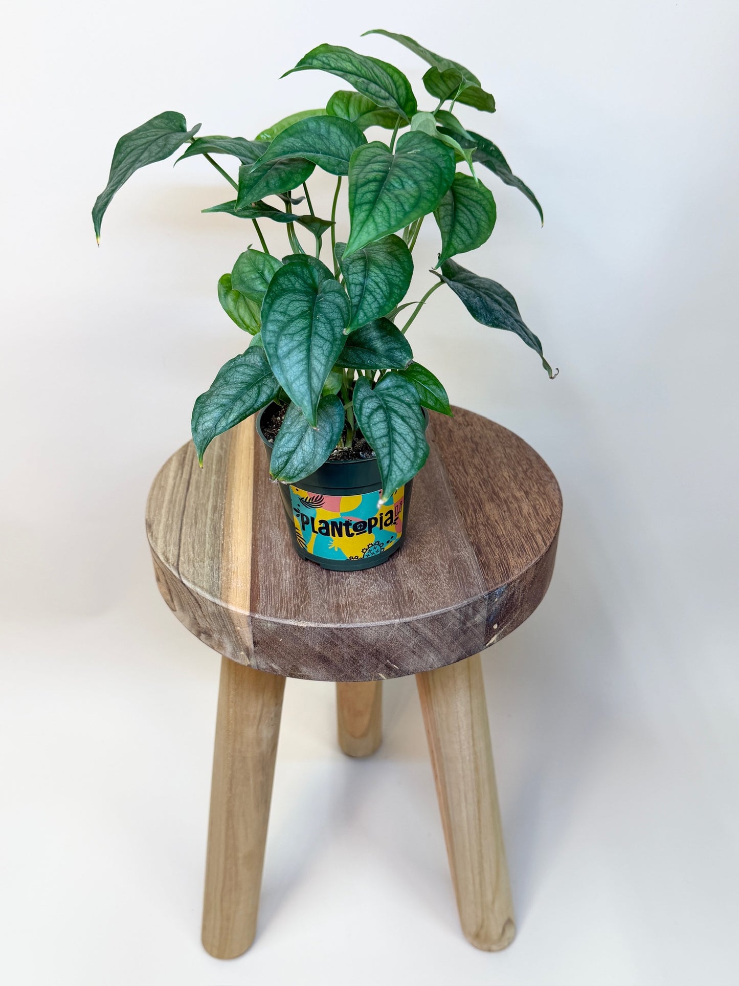 Monstera Siltepecana 4"