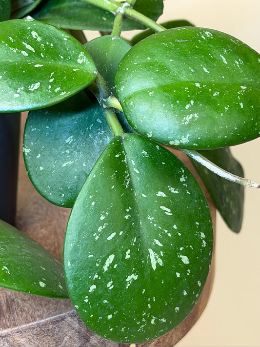 Hoya Obovata 8" Pot