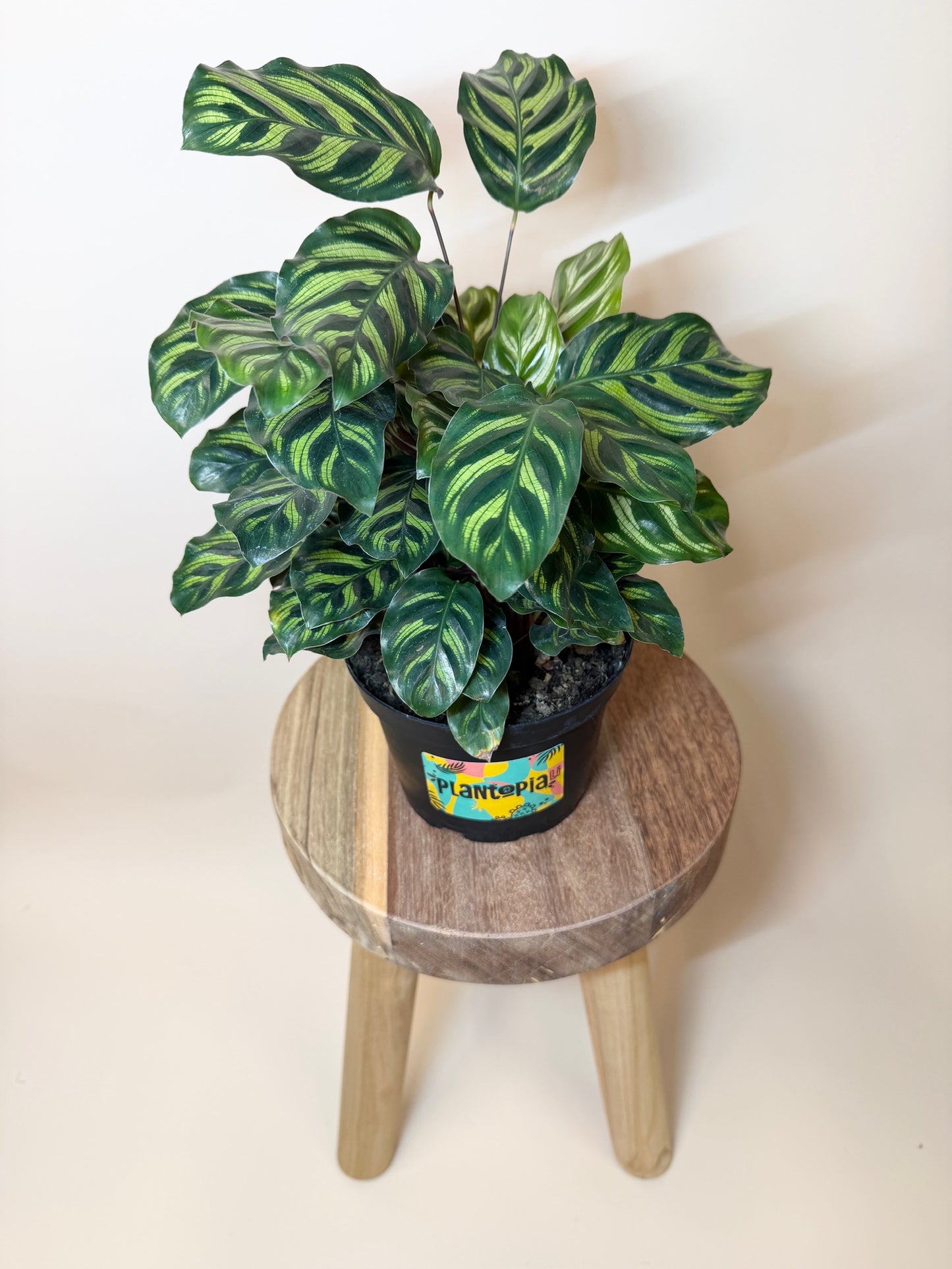 Calathea Makoyana 6" Pot