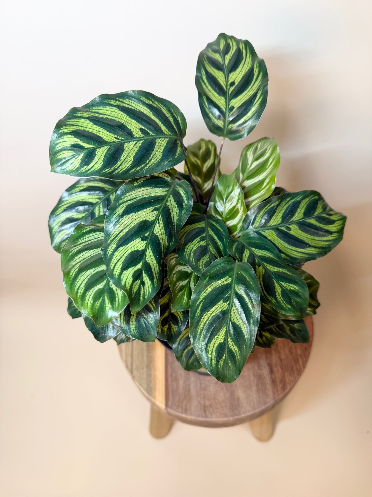 Calathea Makoyana 6" Pot