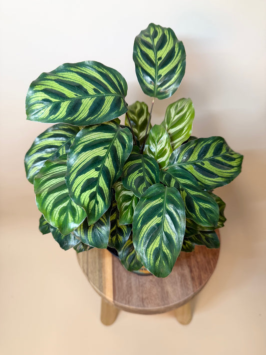 Calathea Makoyana 6" Pot