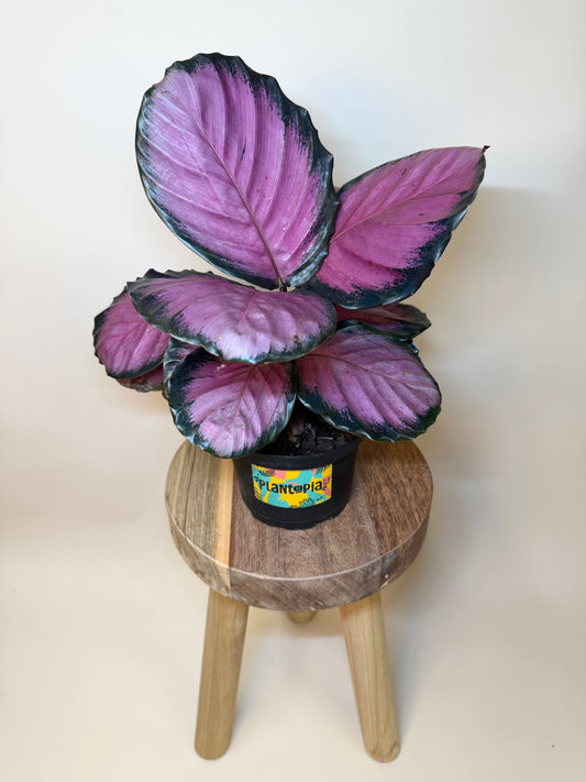 Calathea Pink Star 6" Pot