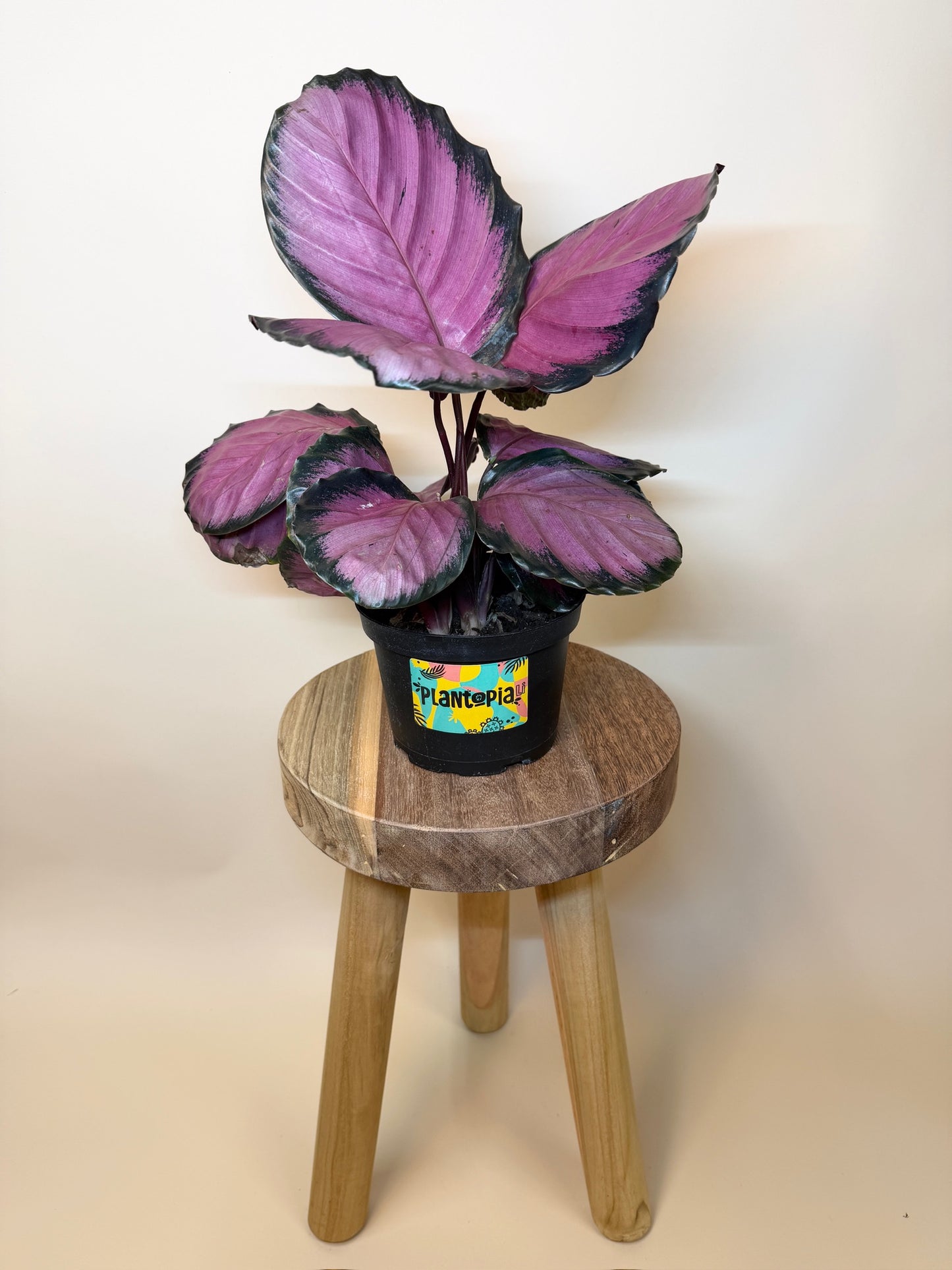 Calathea Pink Star 6" Pot