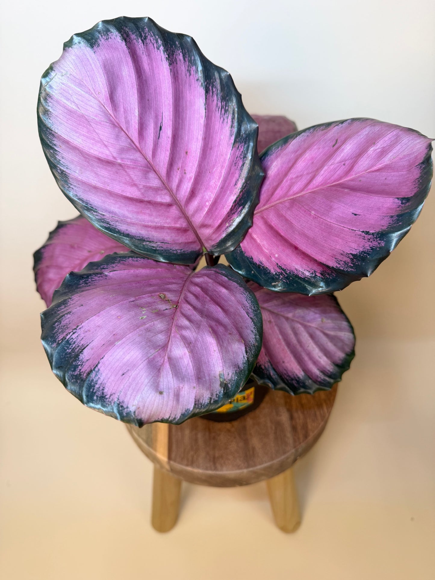 Calathea Pink Star 6" Pot