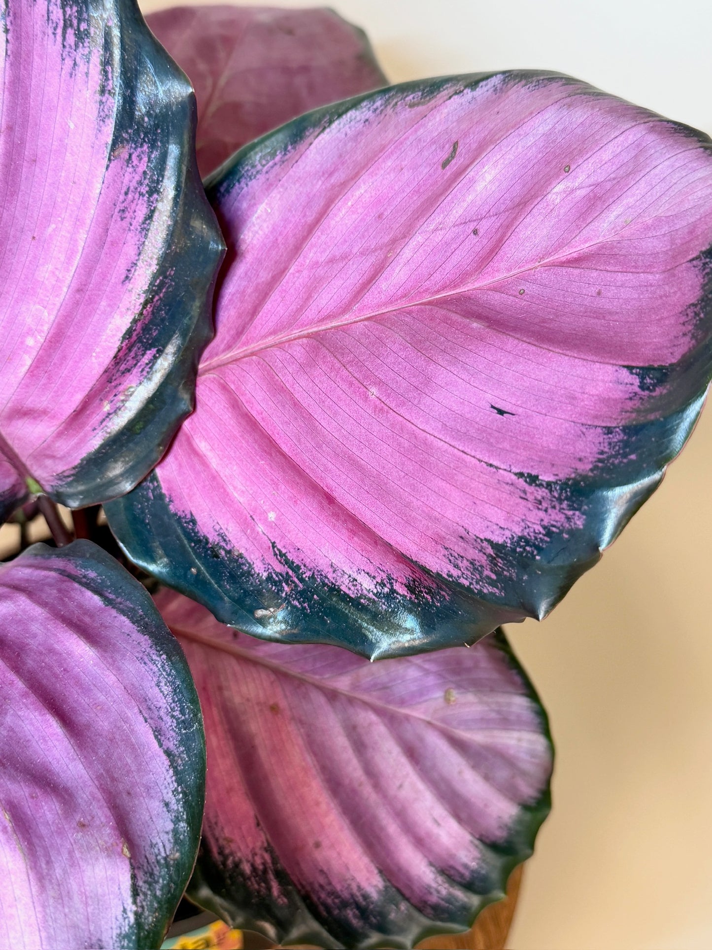 Calathea Pink Star 6" Pot