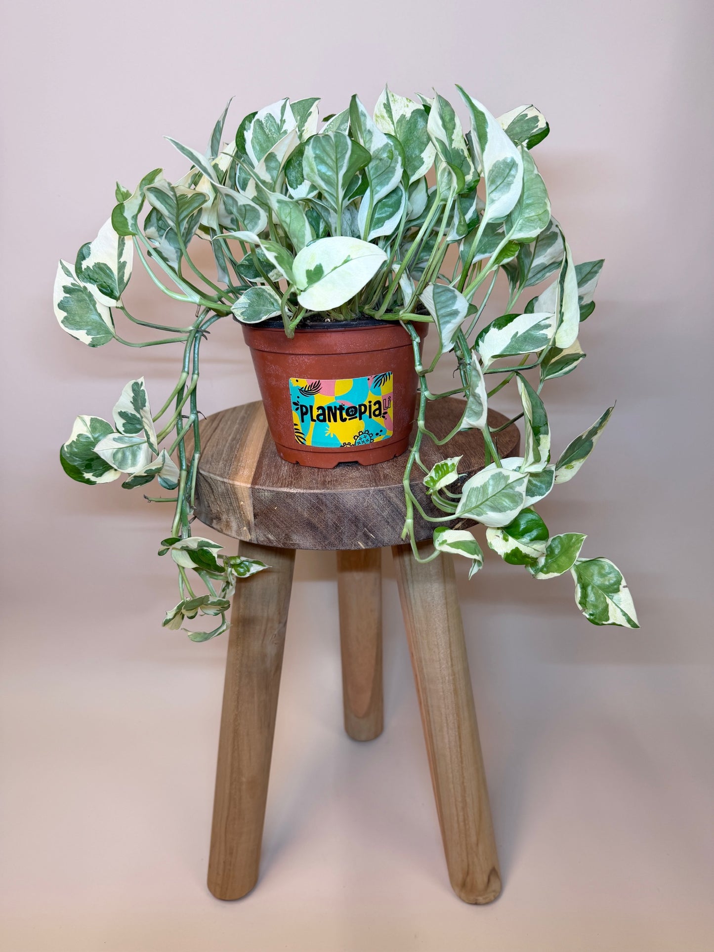 Pothos N'Joy 6" Pot