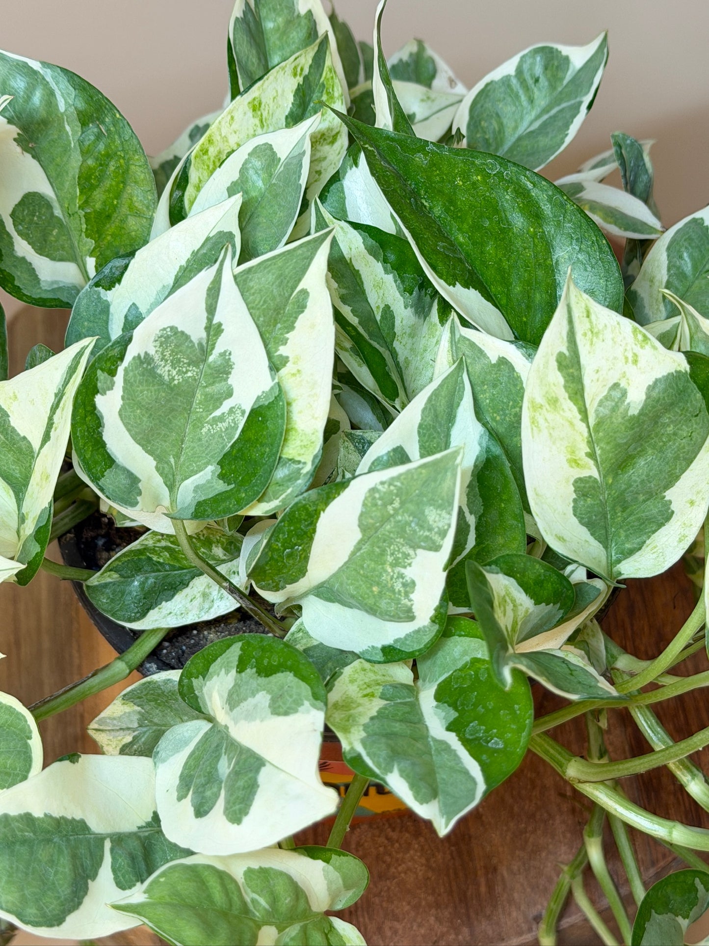 Pothos N'Joy 6" Pot