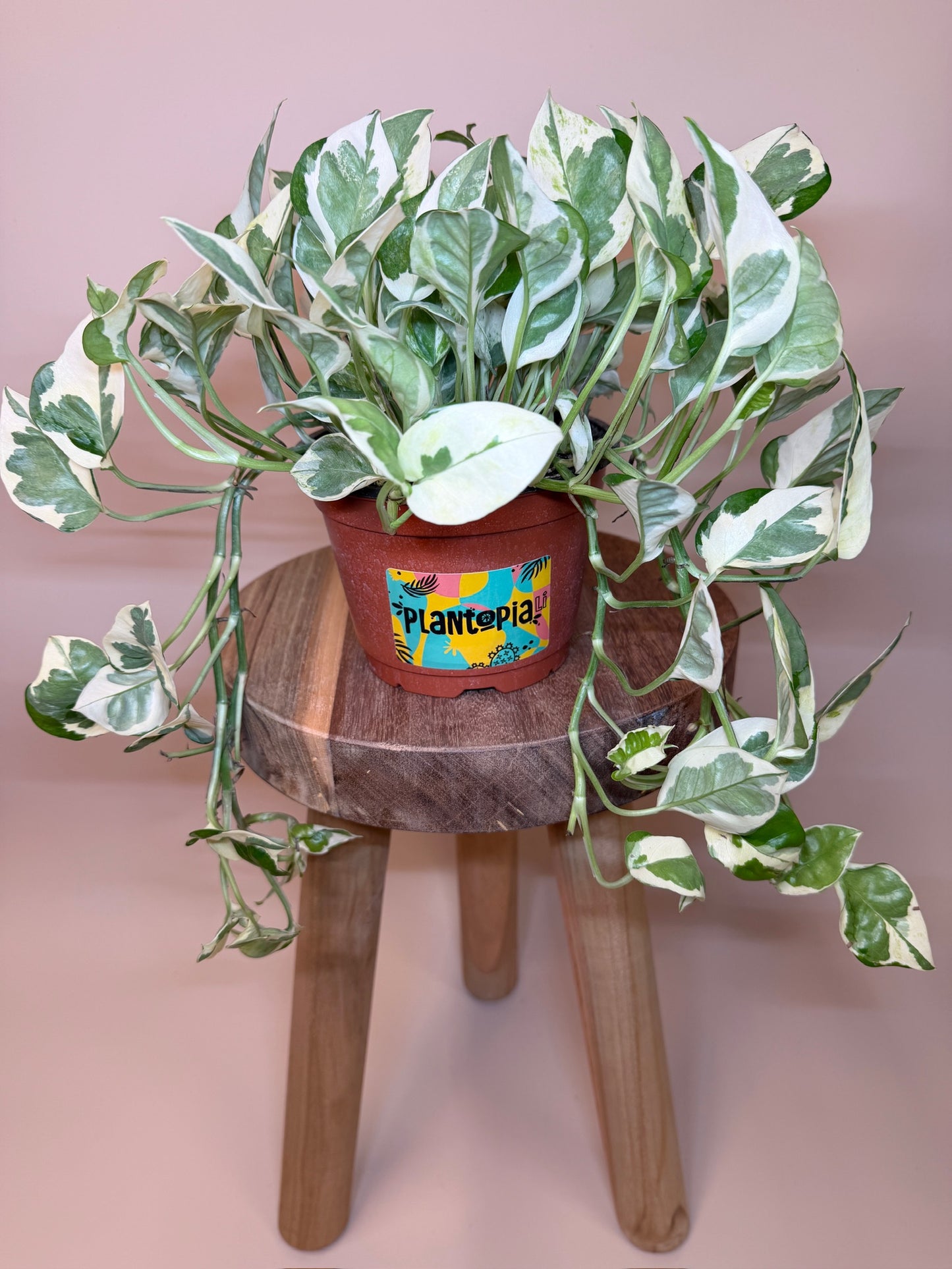 Pothos N'Joy 6" Pot