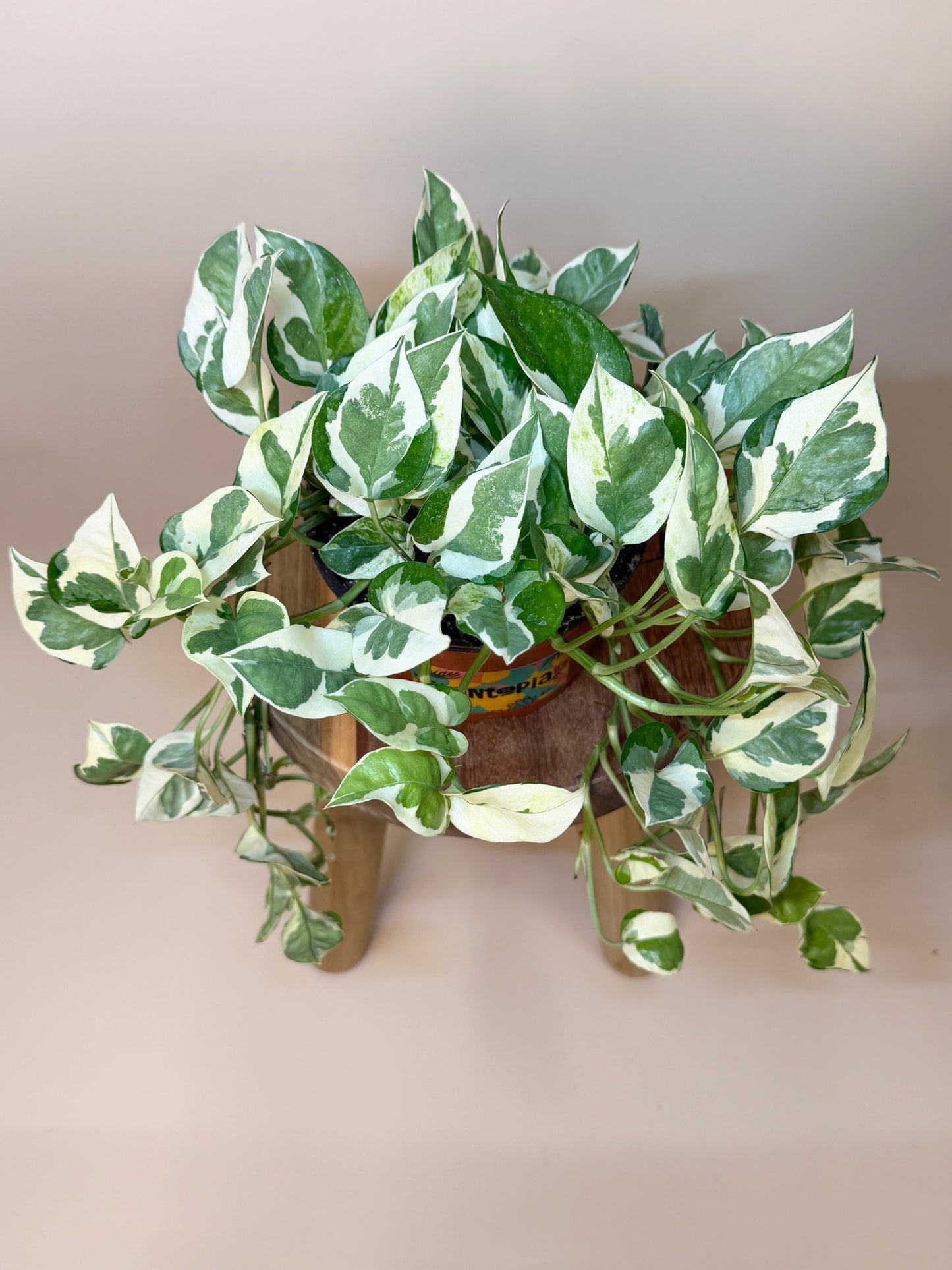 Pothos N'Joy 6" Pot
