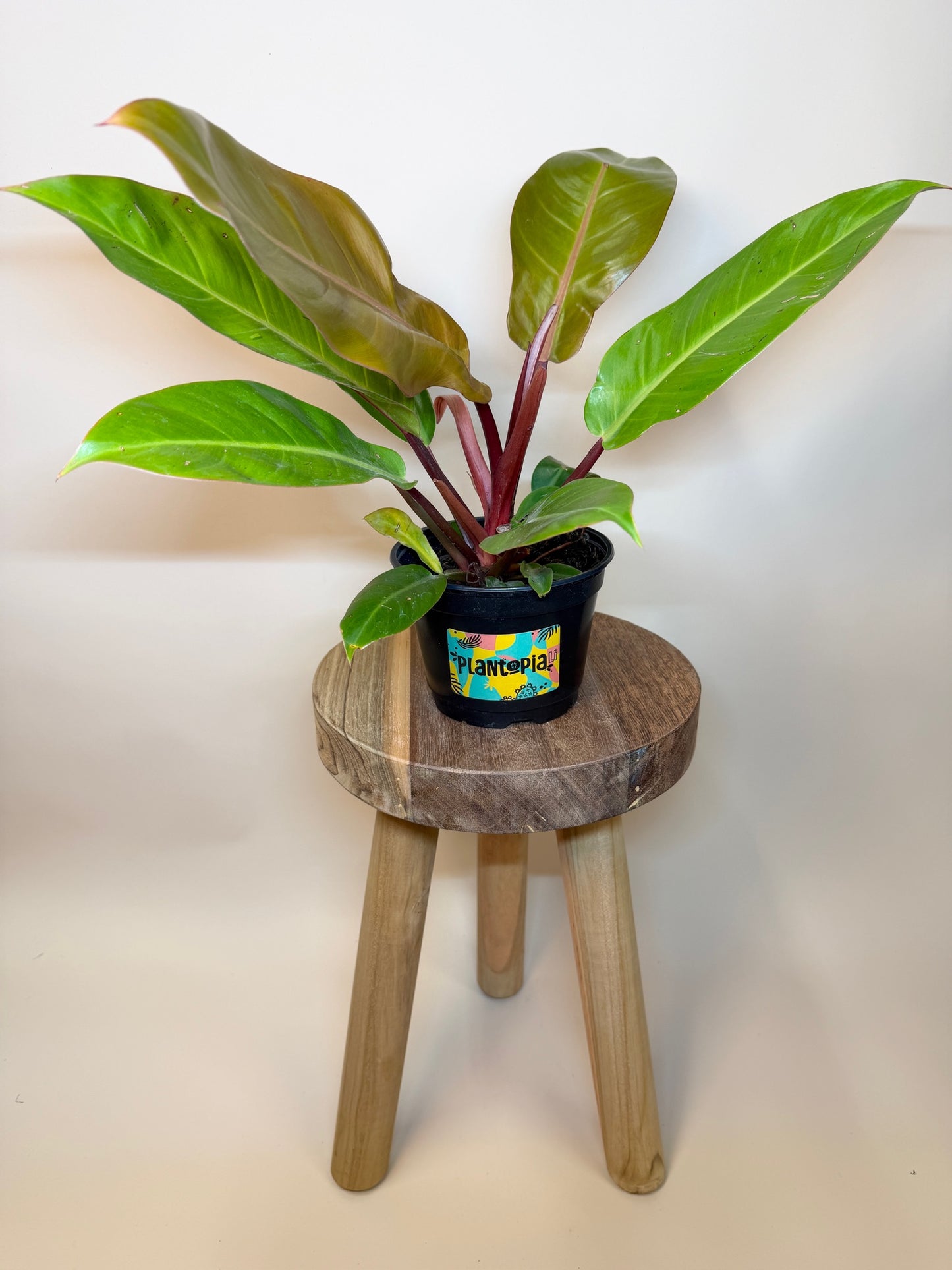 Philodendron Prince of Orange 6" Pot