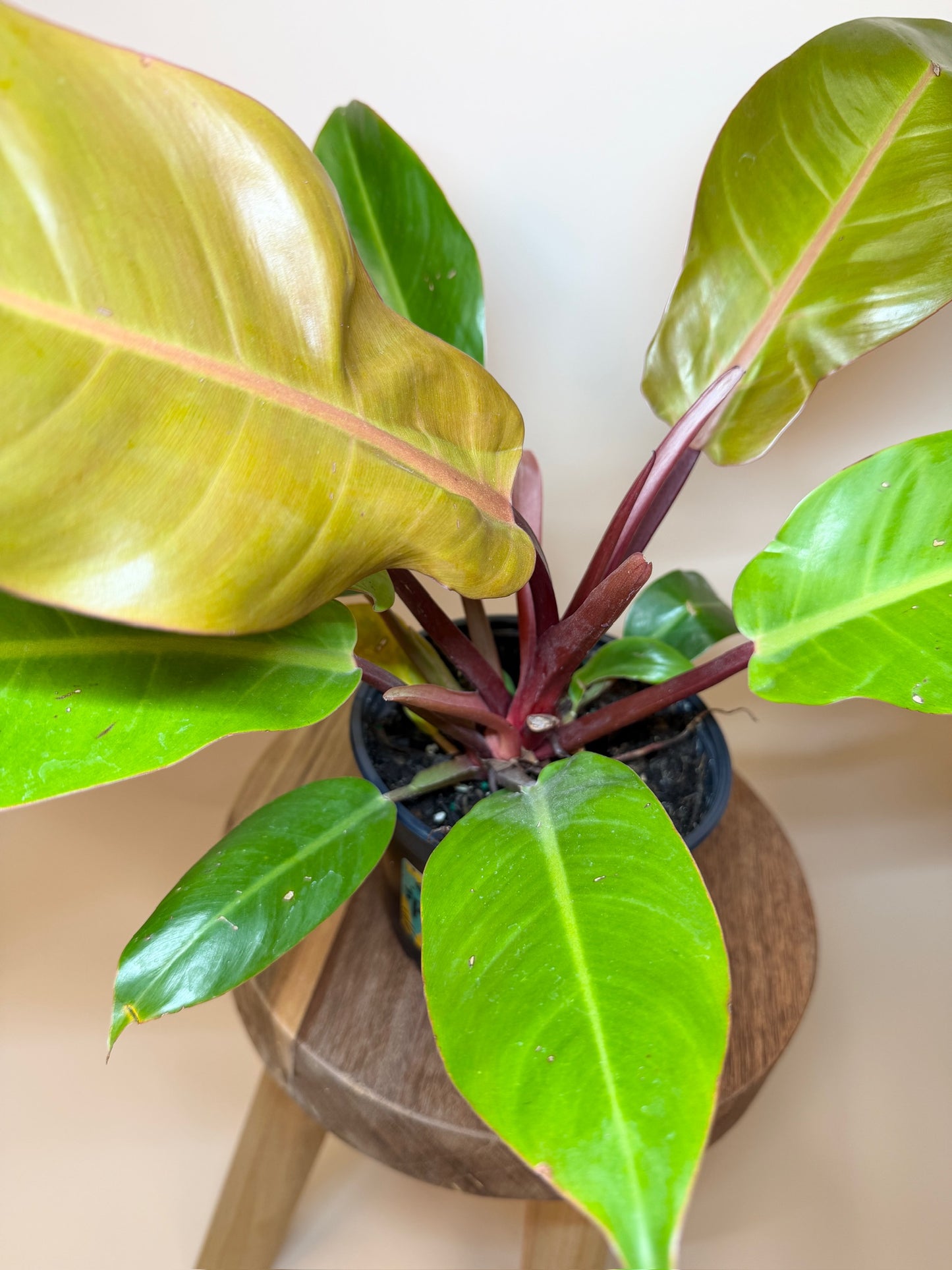 Philodendron Prince of Orange 6" Pot