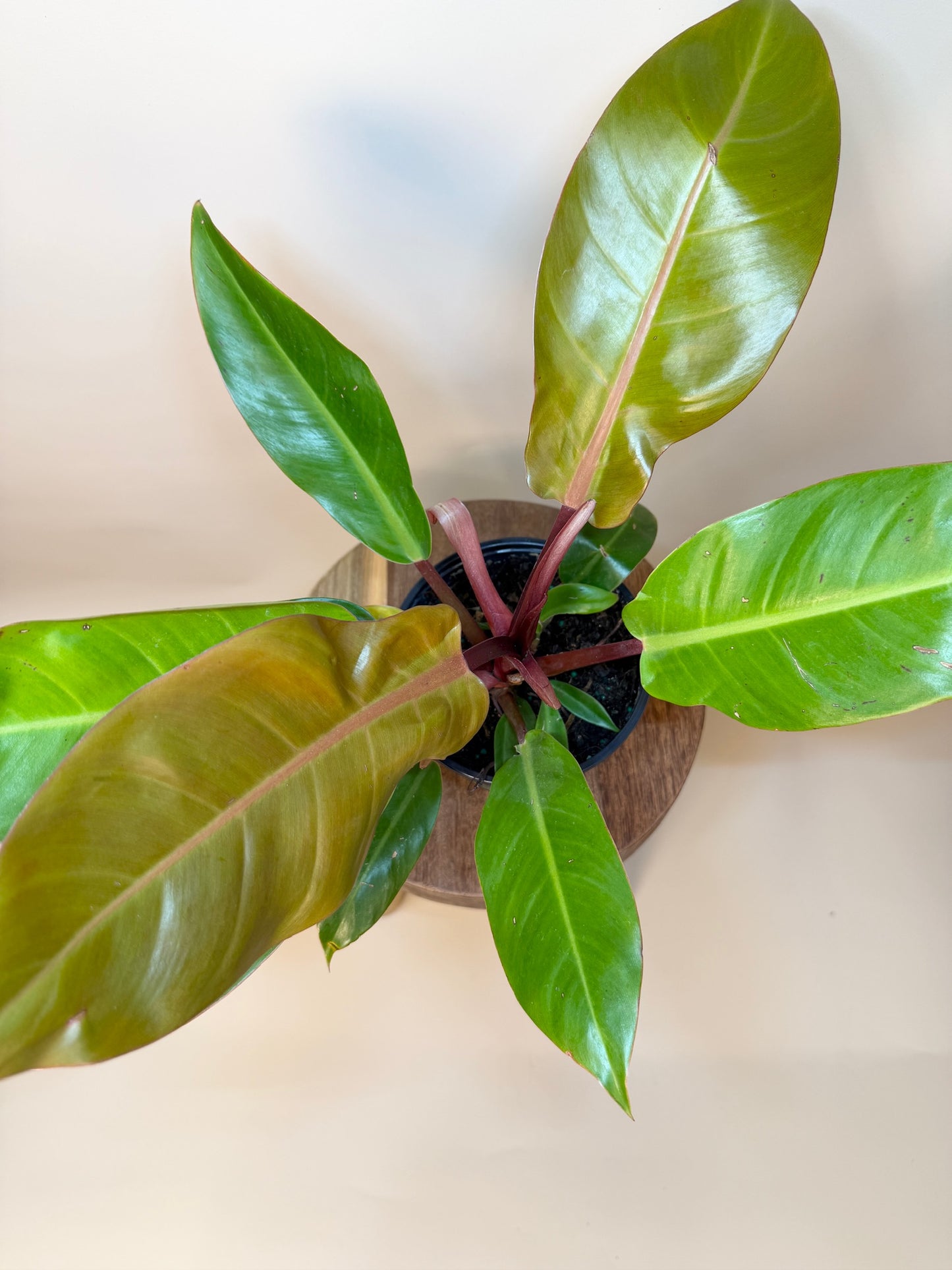 Philodendron Prince of Orange 6" Pot