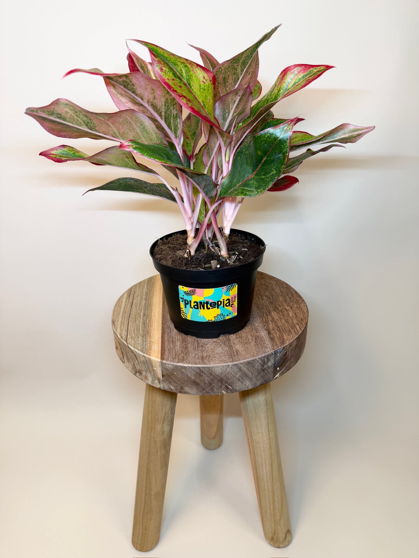 Aglaonema Siam Red 6" Pot