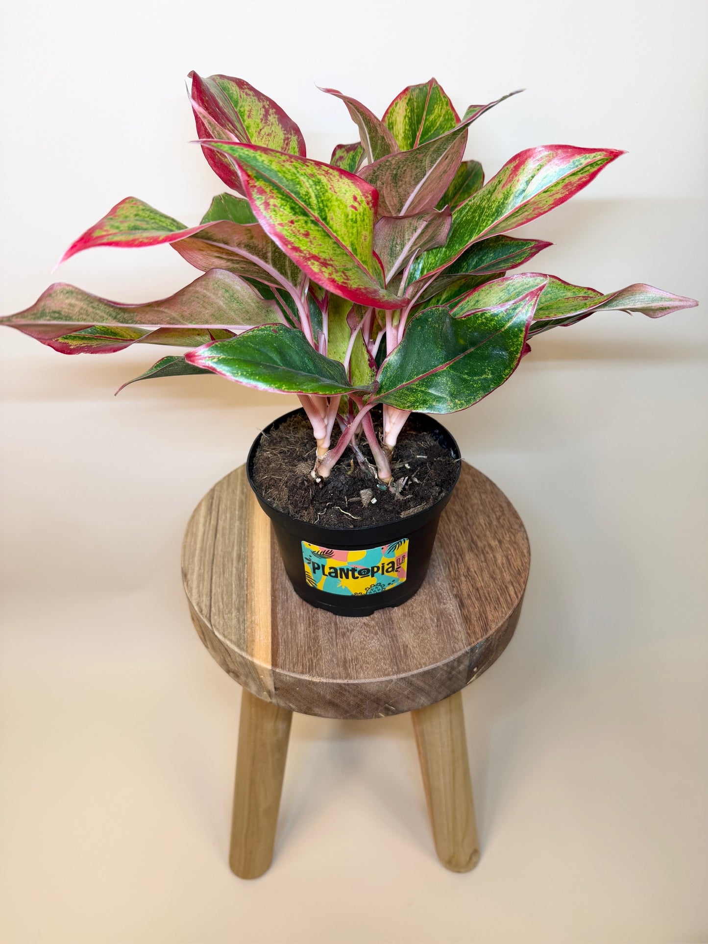 Aglaonema Siam Red 6" Pot
